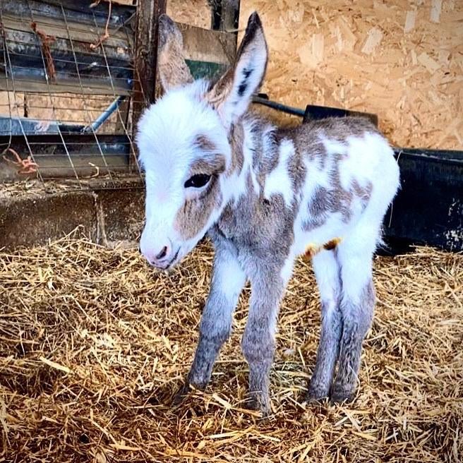 These Cute Baby Donkeys Are Beyond Adorable